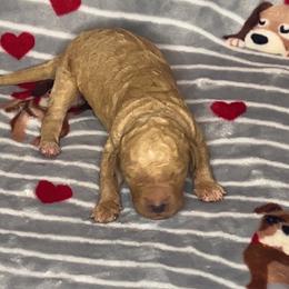 Boy 5 - Sable male Goldendoodle puppy in Jacksonville, North Carolina from A1 Designer Pups and More
