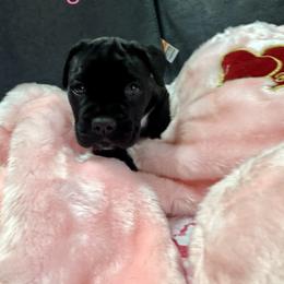 Light pink - Black brindle female Cane Corso puppy in Crawfordsville, Indiana from Silverstone Cane Corso