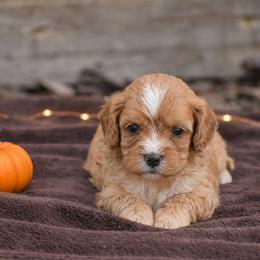 Rosie - Red female Cavapoo puppy in Narvon, Pennsylvania from Stoltzfus Family Puppies (license number 18844)
