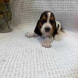 Toby - Black brown and white male Basset Hound puppy in Osage Beach, Missouri from The Basset Boutique