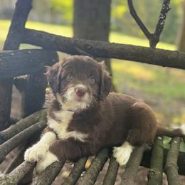 Bordoodle Puppies from Borders of Eby Eden