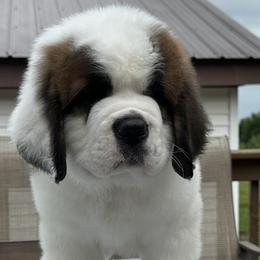 Saint Bernards from Shoen Saint Bernards
