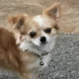 Tabby - Chihuahua