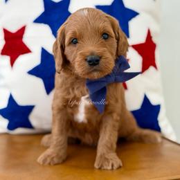 Blue collar SLINKY - Apricot male Goldendoodle puppy in Salem, Utah from Aspen Doodles Utah
