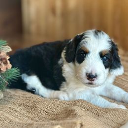 Rosie - Black tri-color female Aussiedoodle puppy in Lancaster, Minnesota from Finney Ranch