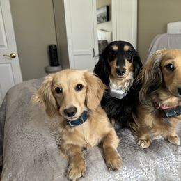 Dachshund All Grown Up from Holiday's Dachshunds