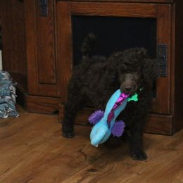 Poodle Puppies from RK'S Pets