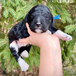 Cedar - Parti male Poodle puppy in Wilkes Barre, Pennsylvania from Apricity Poodles