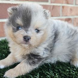 Beau - Blue merle male Pomeranian puppy in Shady Point, Oklahoma from Imperial Pomeranians