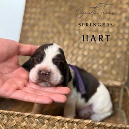 Hart - Liver white and roan male English Springer Spaniel puppy in Brownsville, Texas from South Texas Springers