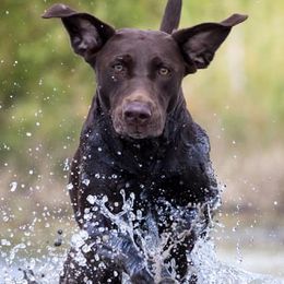Labrador Retrievers from Kanati Kennels