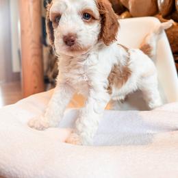 Siwash - Blenheim female Cavapoo puppy in Idaho Falls, Idaho from Freckle Paw Family