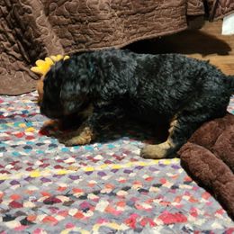 Aussiedoodle Puppies from Lotadoodle Farms