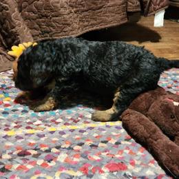 Aussiedoodle Puppies from Lotadoodle Farms