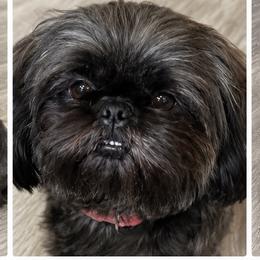 Molly - Shih Tzu