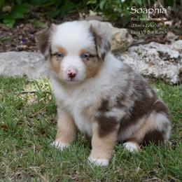 Soaphia - Red merle female Miniature Australian Shepherd puppy in Evant, Texas from Lazy VT Bar Ranch