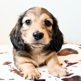 Dash 3750 - Cream male Dachshund puppy in Sylvania, Alabama from Yancey’s Doxies