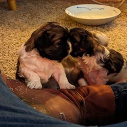 "Secrets!! " Shih Tzu Puppies from We Shih Tzu Not!