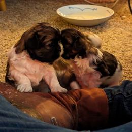"Secrets!! " Shih Tzu Puppies from We Shih Tzu Not!