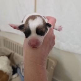 Grey collar - Red female Pembroke Welsh Corgi puppy in Fallon, Nevada from Fuzzy Butt Corgies