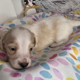 Bean - Cream male Dachshund puppy in Townsend, Georgia from Salt Creek Dachshunds