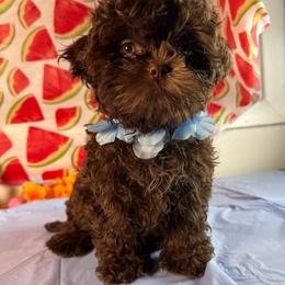 Choco - Chocolate male Shih Tzu puppy in Azusa, California from RJ Shih Tzu lover