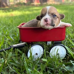 Red 1300 - Red male Pembroke Welsh Corgi puppy in Nashville, Arkansas from Whisenhunt Farms