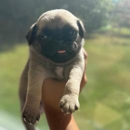 Howie - Fawn male Pug puppy in Damascus, Maryland from Elly & Junior’s Legacy