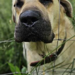 Turkish Boz Shepherd All Grown Up from Urmah Kennel