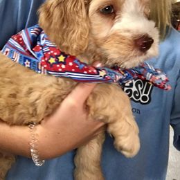 Tampa Bay Australian Labradoodles breeder of Australian Labradoodle