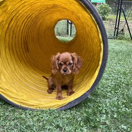 Cavalier King Charles Spaniel Puppies from Reynolds Farms Cavaliers