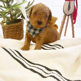 Goldendoodle Puppies from Proctor’s Petite Goldendoodles