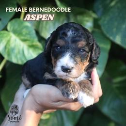 Aspen (Orange Collar) - Tri-color female Bernedoodle puppy in Palmetto Bay, Florida from SOMIDOODLES