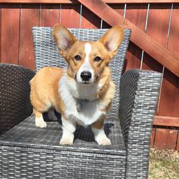 Flare - Pembroke Welsh Corgi