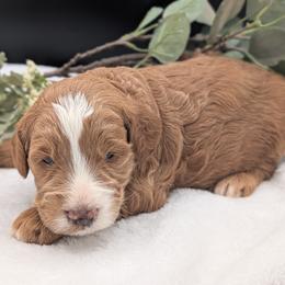 Blue - Apricot male Goldendoodle puppy in Midland, North Carolina from Alger Farm, LLC