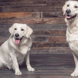 Goldendoodles and Golden Retrievers from Utah Goldens