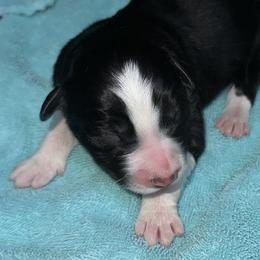 Jag - Black and white male Border Collie puppy in Henagar, Alabama from Ridge Kap Border Collies