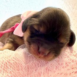 Girl 1 - Cream female Dachshund puppy in Murfreesboro, Tennessee from Kimbrie's Dream Cream Doxies