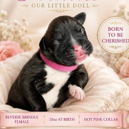 Girl 4 - Brindle female Boxer puppy in Howey In The Hills, Florida from Bayla Belle & Blossom's Boxers