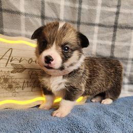 Pattie DM CLEAR - Sable female Pembroke Welsh Corgi puppy in Idaho from Arrowleaf Corgis