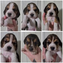 Iridescence - Black fawn and white female Beagle puppy in Brockway, Pennsylvania from Sugar Hill Hounds