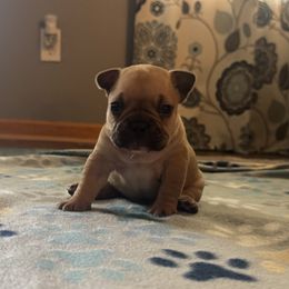 French Bulldog Puppies from Frenchie Kingdom