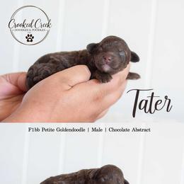 Tater - Chocolate male Goldendoodle puppy in Woodruff, South Carolina from Crooked Creek Doodles and Poodles