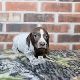 Boykin Spaniel, Dachshund, and German Shorthaired Pointer Puppies from Whiskey River Farm