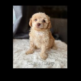 Joey - Cream male Poodle puppy in Dothan, Alabama from Emerald City Poodles & Doodles