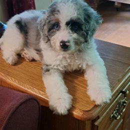 Aussiedoodle Puppies from Doodle Paws Pups