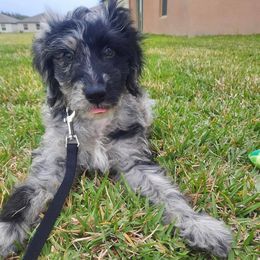Aussiedoodles, Australian Shepherds, and Poodles from Loyal Liberty Aussies