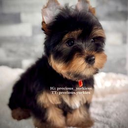 Orange Collar - Black and tan male Yorkshire Terrier puppy in Madera, California from Precious Yorkies