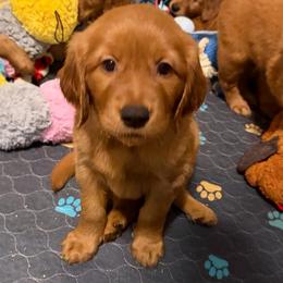 Cooper - Dark golden male Golden Retriever puppy in Peoria, Arizona from Westwing Retrievers