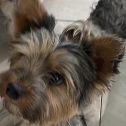 Skyla - Yorkshire Terrier